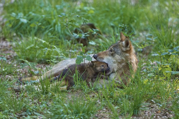 A she-wolf lies with her pup in the grass, surrounded by forest and green vegetation, Wolf (Canis Lupos), Germany