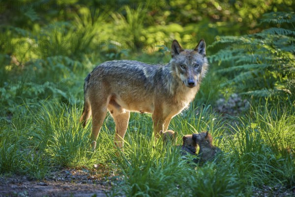 An upright wolf in a green forest with playing puppies, warm light on the fur, Wolf (Canis Lupus), Germany