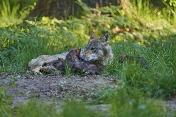 A she-wolf lies in the forest together with her resting pups in the grass, Wolf (Canis Lupos), Germany