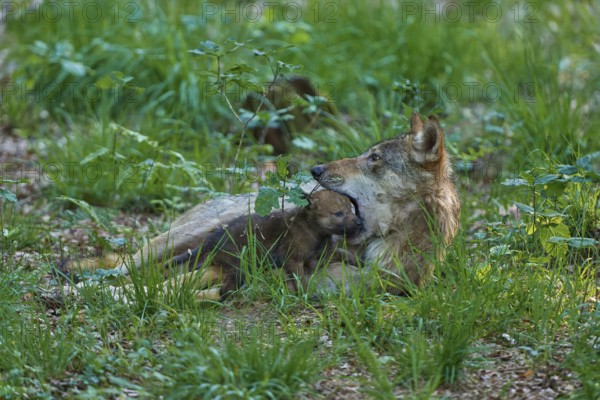 An adult wolf lying in the meadow with a puppy, a calm and caring scene, Wolf (Canis Lupus), Germany
