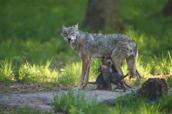 An aggressive she-wolf nursing her pups and showing her teeth threateningly in the forest, Wolf (Canis Lupus), Germany