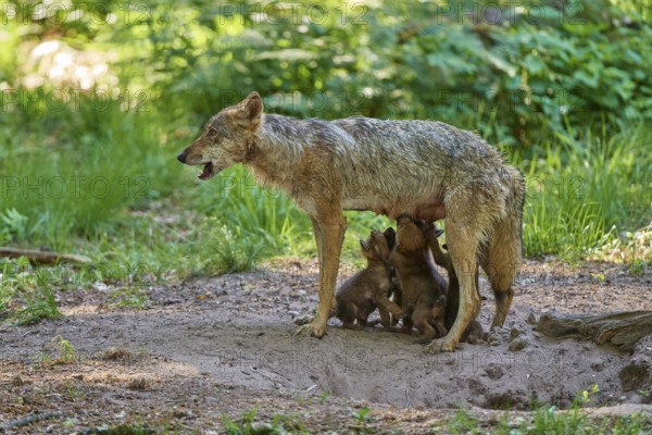 A she-wolf feeds her pups in the middle of a forest scene, Wolf (Canis Lupus), Germany