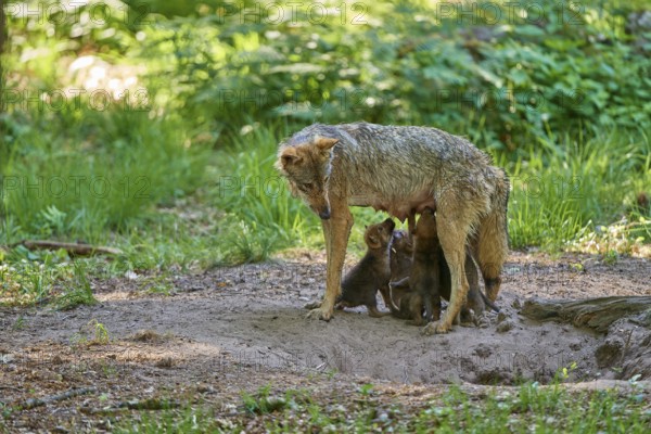 An attentive female wolf with suckling pups in a forest clearing, Wolf (Canis Lupus), Germany