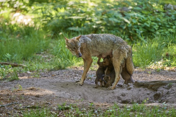 A she-wolf looks after her curious pups in the forest, Wolf (Canis Lupus), Germany