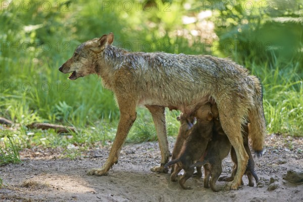 A she-wolf with a protective pose next to her sucking pups, Wolf (Canis Lupus), Germany
