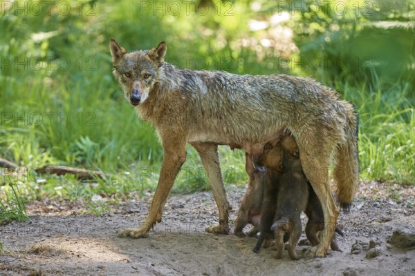 A she-wolf looks after her hungry pups in the forest, Wolf (Canis Lupus), Germany