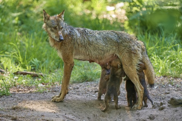 She-wolf watching her puppies while they drink, Wolf (Canis Lupus), Germany