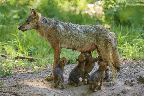 A she-wolf nursing her hungry pups in the forest, Wolf (Canis Lupus), Germany