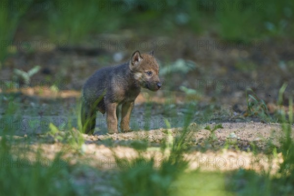 Single young wolf in the forest with soft light, Wolf (Canis Lupus), Germany