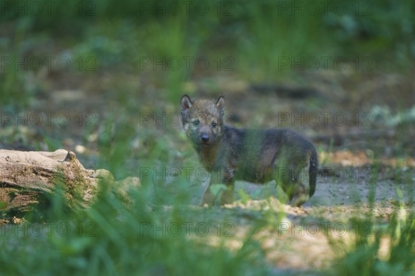 Young wolf in green forest illuminated by natural light, Wolf (Canis Lupus), Germany