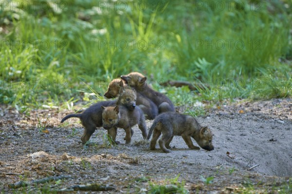 Group of wolf pups exploring their green forest, Wolf (Canis Lupus), Germany