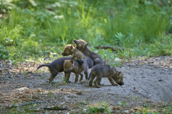 Playful wolf pups in the forest, surrounded by green foliage, Wolf (Canis Lupus), Germany