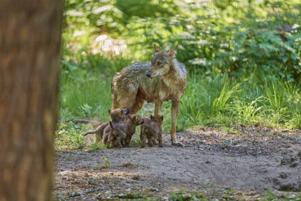 She-wolf and her cubs in the forest, surrounded by nature, peaceful depiction, Wolf (Canis Lupus), Germany