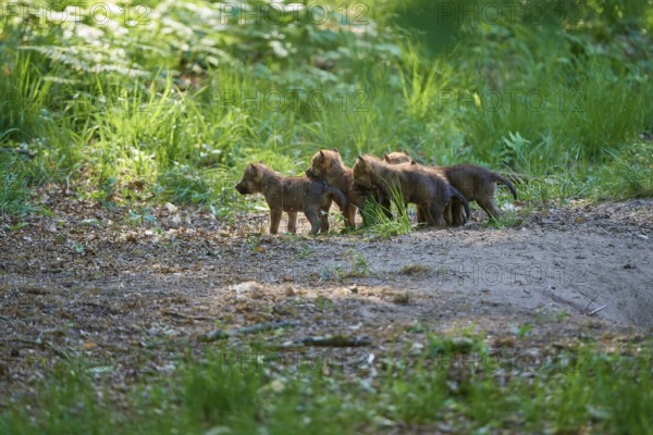 Wolf pups in the green forest, full of life in a natural environment, Wolf (Canis Lupus), Germany