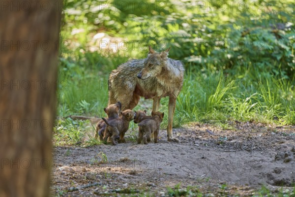 She-wolf with her puppies in the green forest. Natural surroundings and peaceful atmosphere, wolf (Canis Lupus), Germany