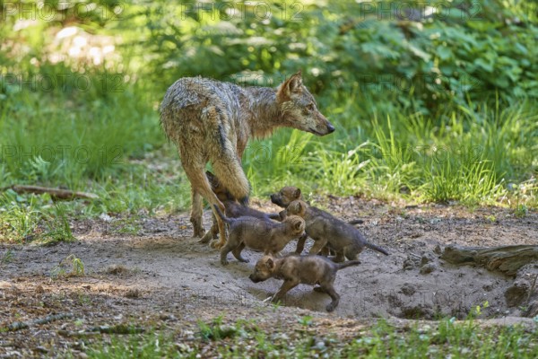 Young puppies curiously following a leading female wolf in the forest, Wolf (Canis Lupus), Germany