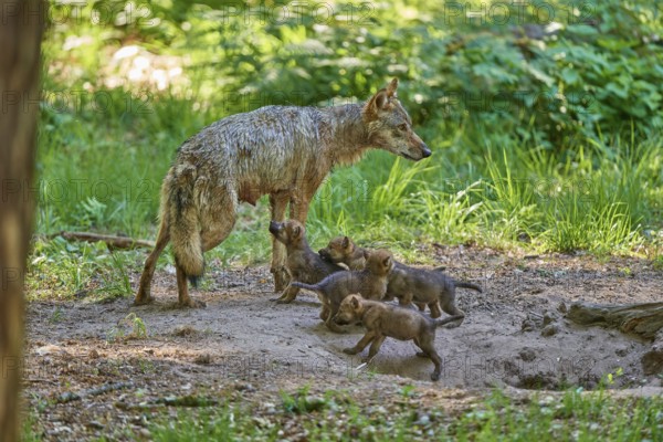 A she-wolf watching her little pups in the forest, Wolf (Canis Lupus), Germany