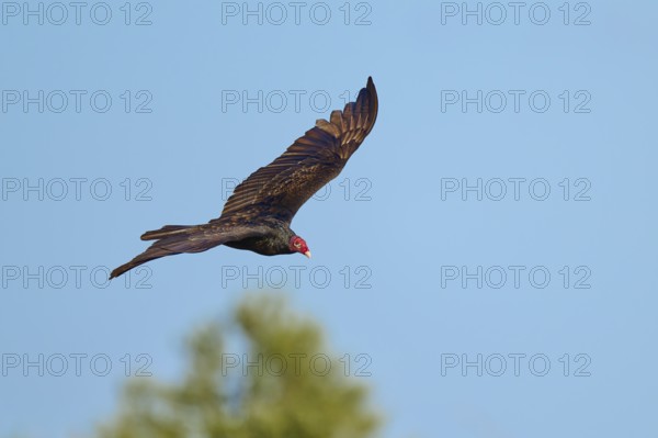 A vulture flies with outstretched wings over a blurred landscape, Turkey Vulture (Cathartes aura), Flamingo, Everglades National Park, Florida, USA