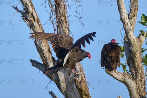 A vulture sits on a tree while another raises its wings, Turkey Vulture (Cathartes aura), Flamingo, Everglades National Park, Florida, USA