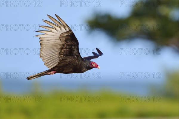 A vulture with outstretched wings flies in front of a blue sky, Turkey Vulture (Cathartes aura), Flamingo, Everglades National Park, Florida, USA
