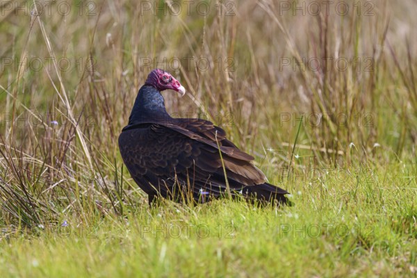 A vulture with a red head sits in the grass and looks to the side, Turkey Vulture (Cathartes aura), Flamingo, Everglades National Park, Florida, USA