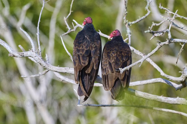 Two vultures with red heads sitting side by side on bare branches in the wild, Turkey Vulture (Cathartes aura), Flamingo, Everglades National Park, Florida, USA