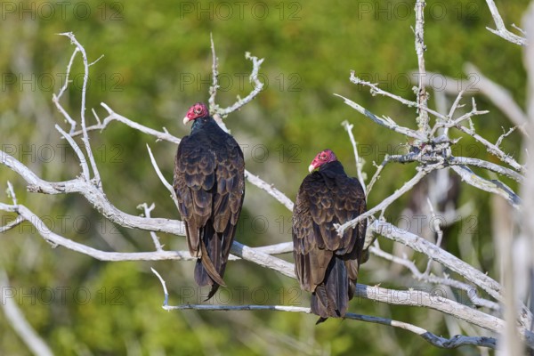 Two vultures sitting on branches in front of a green natural background, Turkey Vulture (Cathartes aura), Flamingo, Everglades National Park, Florida, USA
