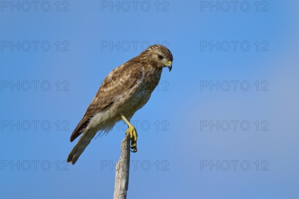 A bird of prey on a branch, concentrated and surrounded by blue sky, Red-shouldered Hawk (Buteo lineatus), Flamingo, Everglades National Park, Florida, USA