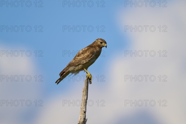 A bird of prey sits attentively on a branch, surrounded by blue sky and few clouds, Red-shouldered Hawk (Buteo lineatus), Flamingo, Everglades National Park, Florida, USA