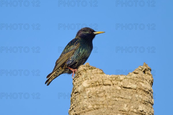 A clearly visible starling sitting on a tree stump against a blue sky, Starling (sturnus vulgaris), Flamingo, Everglades National Park, Florida, USA