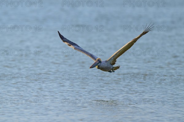 A pelican flies just above the surface of the sea with outstretched wings, Brown Pelican, (Pelecanus occidentalis), Everglades National Park, Florida, USA