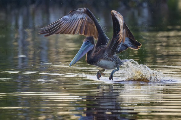 A pelican pulls its wings upwards as it flies just above the water surface, Brown Pelican, (Pelecanus occidentalis), Everglades National Park, Florida, USA