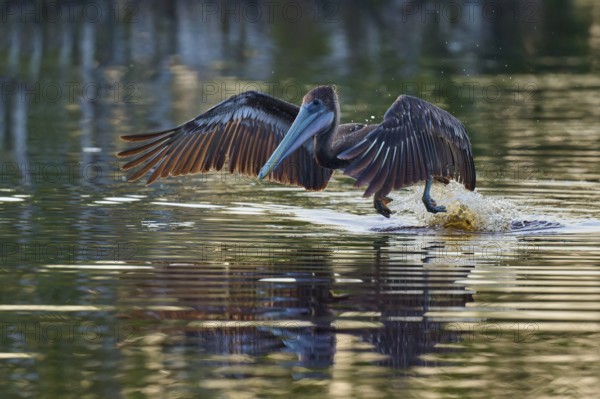 A pelican lands on the water and creates a splashing motion with outstretched wings, Brown Pelican, (Pelecanus occidentalis), Everglades National Park, Florida, USA
