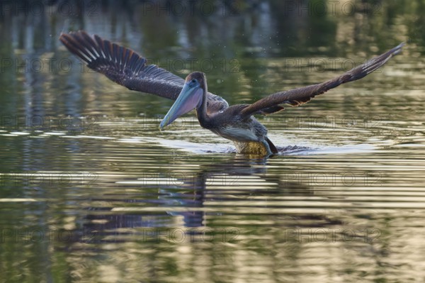 A pelican sails gently over the water surface with outstretched wings, Brown Pelican, (Pelecanus occidentalis), Everglades National Park, Florida, USA