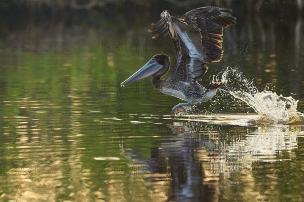 A pelican takes off from the surface of the water leaving splashes surrounded by shimmering reflections, Brown Pelican, (Pelecanus occidentalis), Everglades National Park, Florida, USA