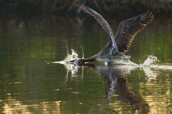 A pelican spreads its wings and takes off from the water surface with splashes, Brown Pelican, (Pelecanus occidentalis), Everglades National Park, Florida, USA