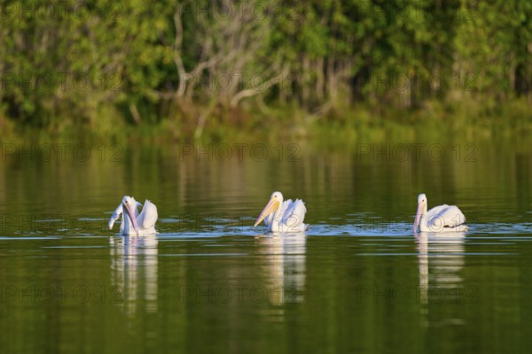 Three pelicans swimming calmly on a green lake, surrounded by nature, White Pelican (Pelecanus erythrorhynchos), Everglades National Park, Florida, USA
