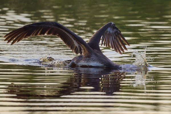 Pelican swimming with wings spread backwards, Brown Pelican, (Pelecanus occidentalis), Everglades National Park, Florida, USA