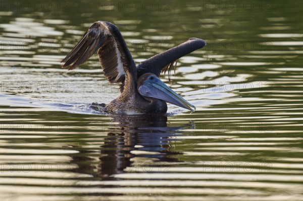 A pelican spreads its wings on the water surface, Brown Pelican, (Pelecanus occidentalis), Everglades National Park, Florida, USA