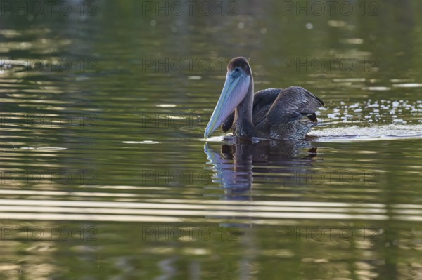 A pelican swimming with its head leaning back in the water, Brown Pelican, (Pelecanus occidentalis), Everglades National Park, Florida, USA
