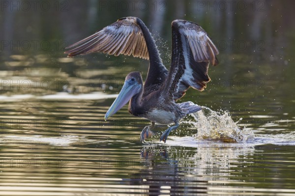 Pelican lifts majestically from the water with splashing water, Brown Pelican, (Pelecanus occidentalis), Everglades National Park, Florida, USA