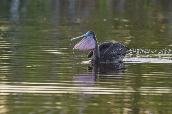 Pelican with wide open beak in calm water, Brown Pelican, (Pelecanus occidentalis), Everglades National Park, Florida, USA