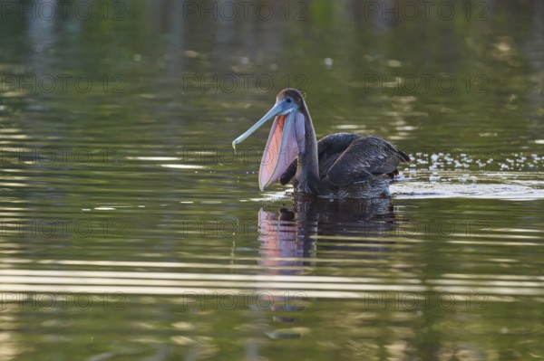 A pelican with shiny plumage swimming on a still lake, Brown Pelican, (Pelecanus occidentalis), Everglades National Park, Florida, USA