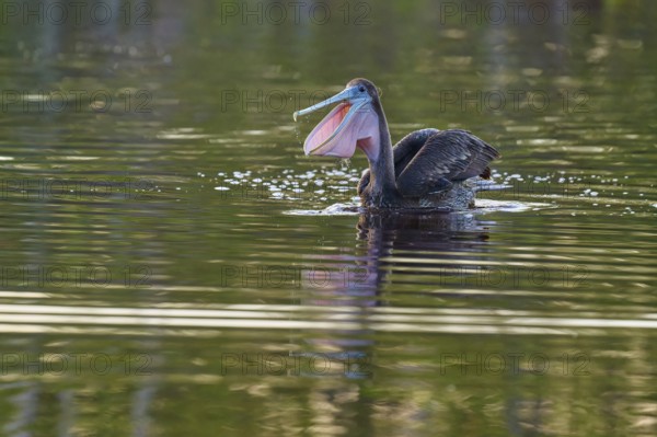 A pelican swimming on a lake with a perfect reflection in the water, Brown Pelican, (Pelecanus occidentalis), Everglades National Park, Florida, USA