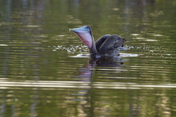 Pelican with open beak on calm water, Brown Pelican, (Pelecanus occidentalis), Everglades National Park, Florida, USA