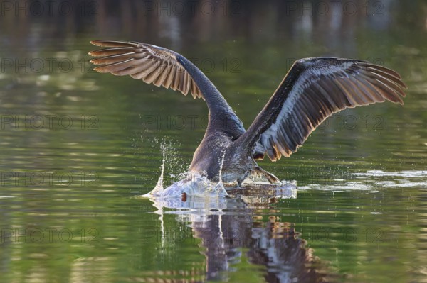 A pelican dips its beak into the water in a dynamic movement with outstretched wings, Brown Pelican, (Pelecanus occidentalis), Everglades National Park, Florida, USA
