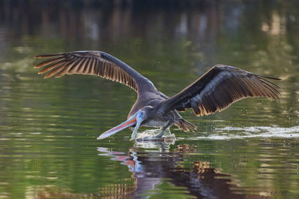 A pelican stretches its beak into the water as it glides just above it, Brown Pelican, (Pelecanus occidentalis), Everglades National Park, Florida, USA