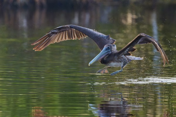 A pelican takes off from the water surface with a powerful wing beat, Brown Pelican, (Pelecanus occidentalis), Everglades National Park, Florida, USA