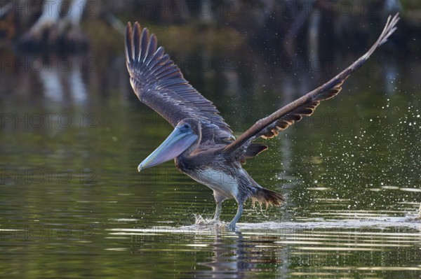 A pelican hovering just above the water surface with slightly raised wings, Brown Pelican, (Pelecanus occidentalis), Everglades National Park, Florida, USA