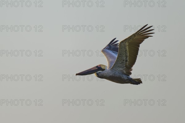 Side view of a flying pelican in elegant flight against a clear sky, Brown Pelican, (Pelecanus occidentalis), Everglades National Park, Florida, USA